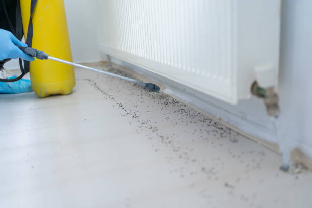 Best Exterminator Services  in Forreston, IL